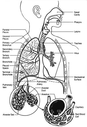 300px-Poumons2.jpg