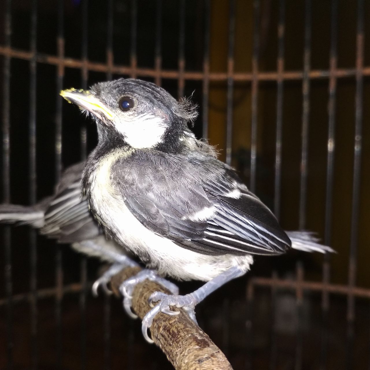 Burung Gelatik Steemit