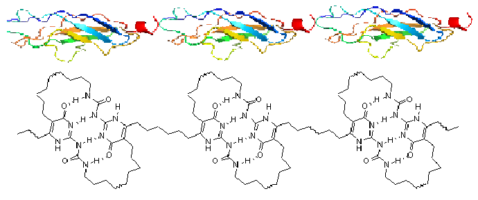 Fig_2._A_titin-mimicking_supramolecular_polymers.png