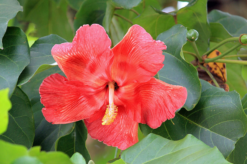 800px-Flower_of_the_maga_tree.jpg