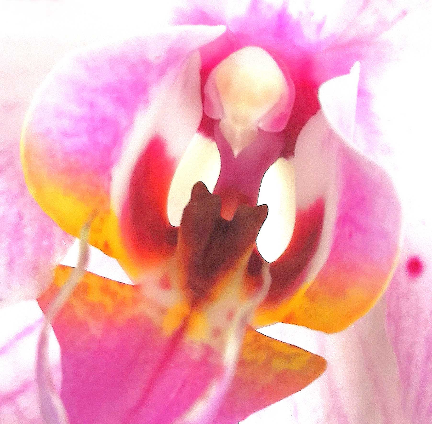 orchid-2018.jpg