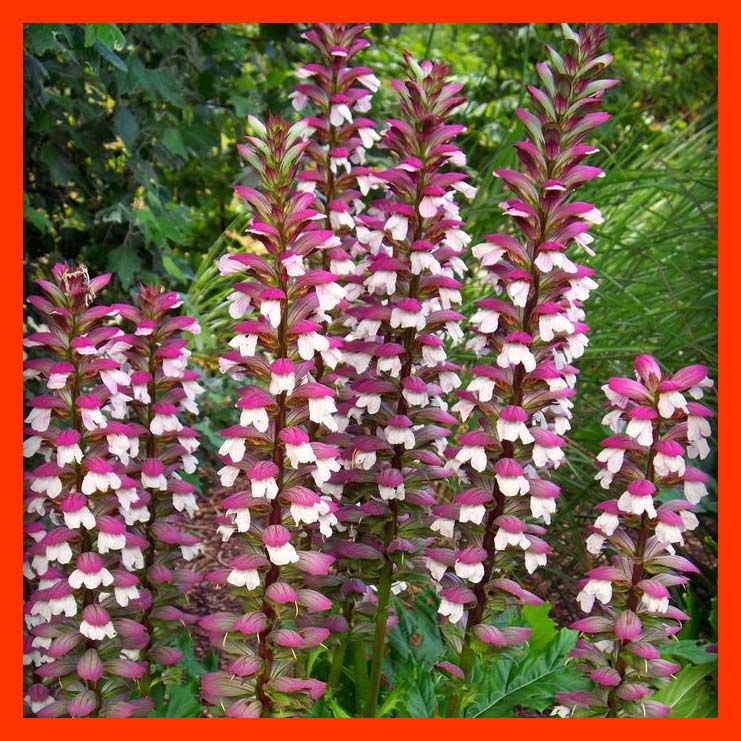 National Flower Of Greece | Best Flower Site