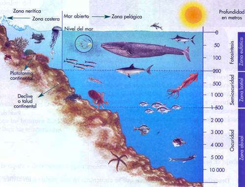 zona-abisal.jpg