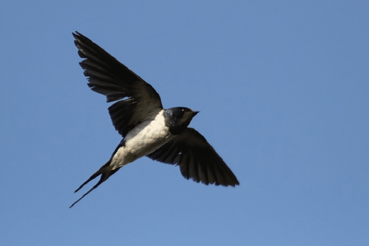 13+ Burung walet png terbaru