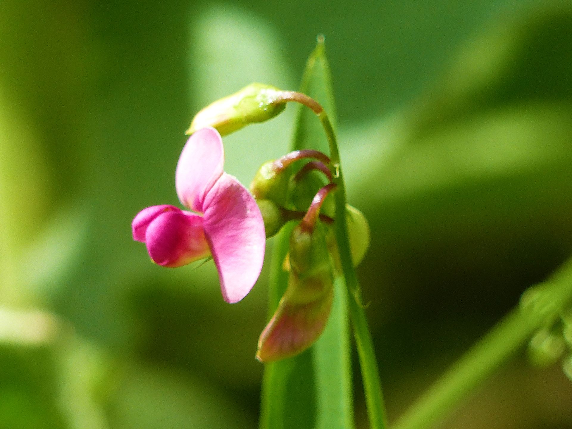 flowa88.jpg