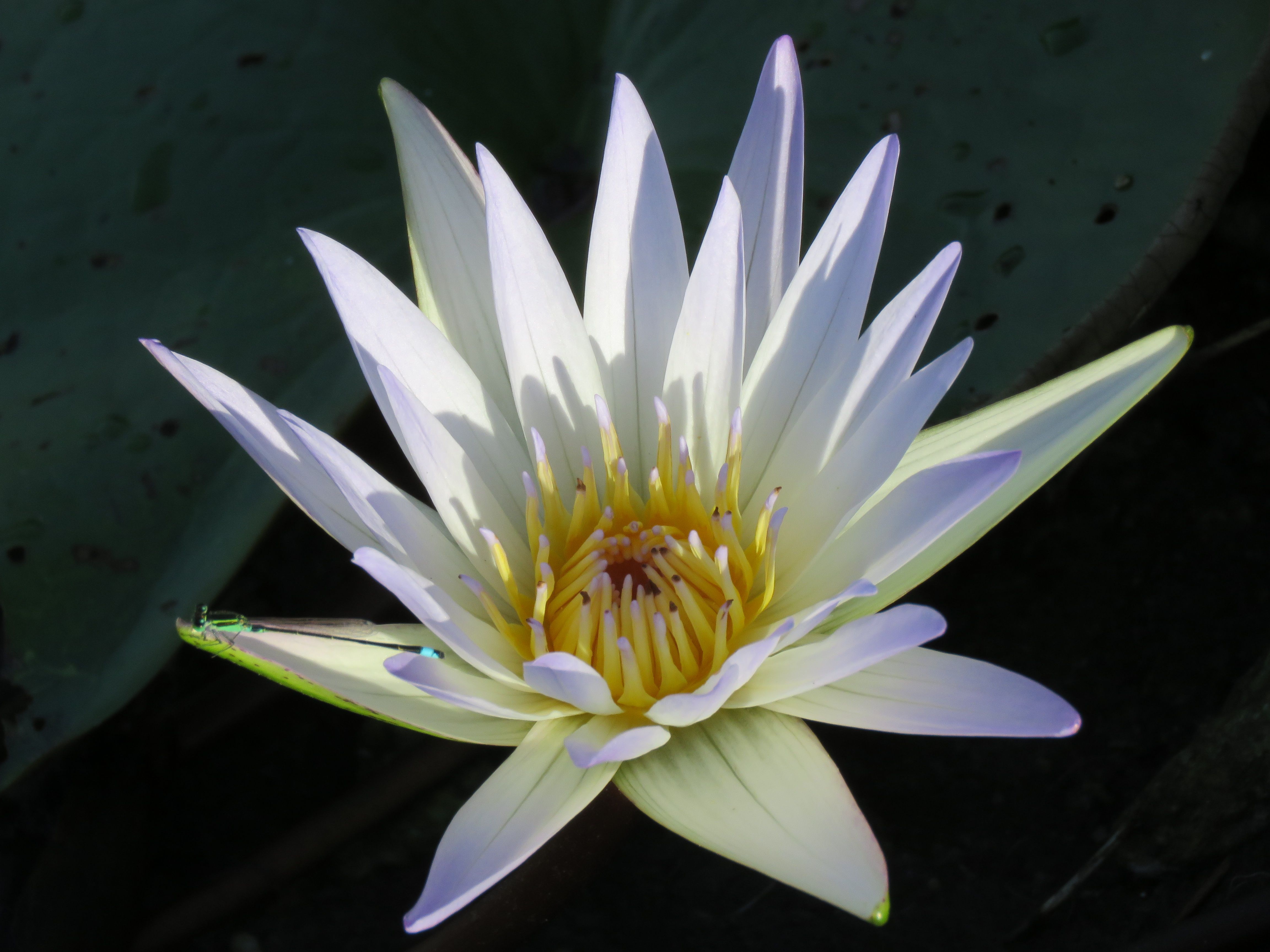 12. JvN Nymphaea (Water Lily) and Dragon fly.JPG