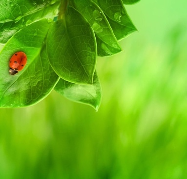 beautiful_green_natural_vegetation_04_hd_picture_169212.jpg