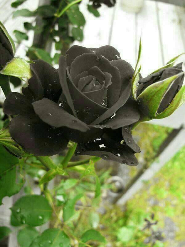Natural Black Rose Turkey