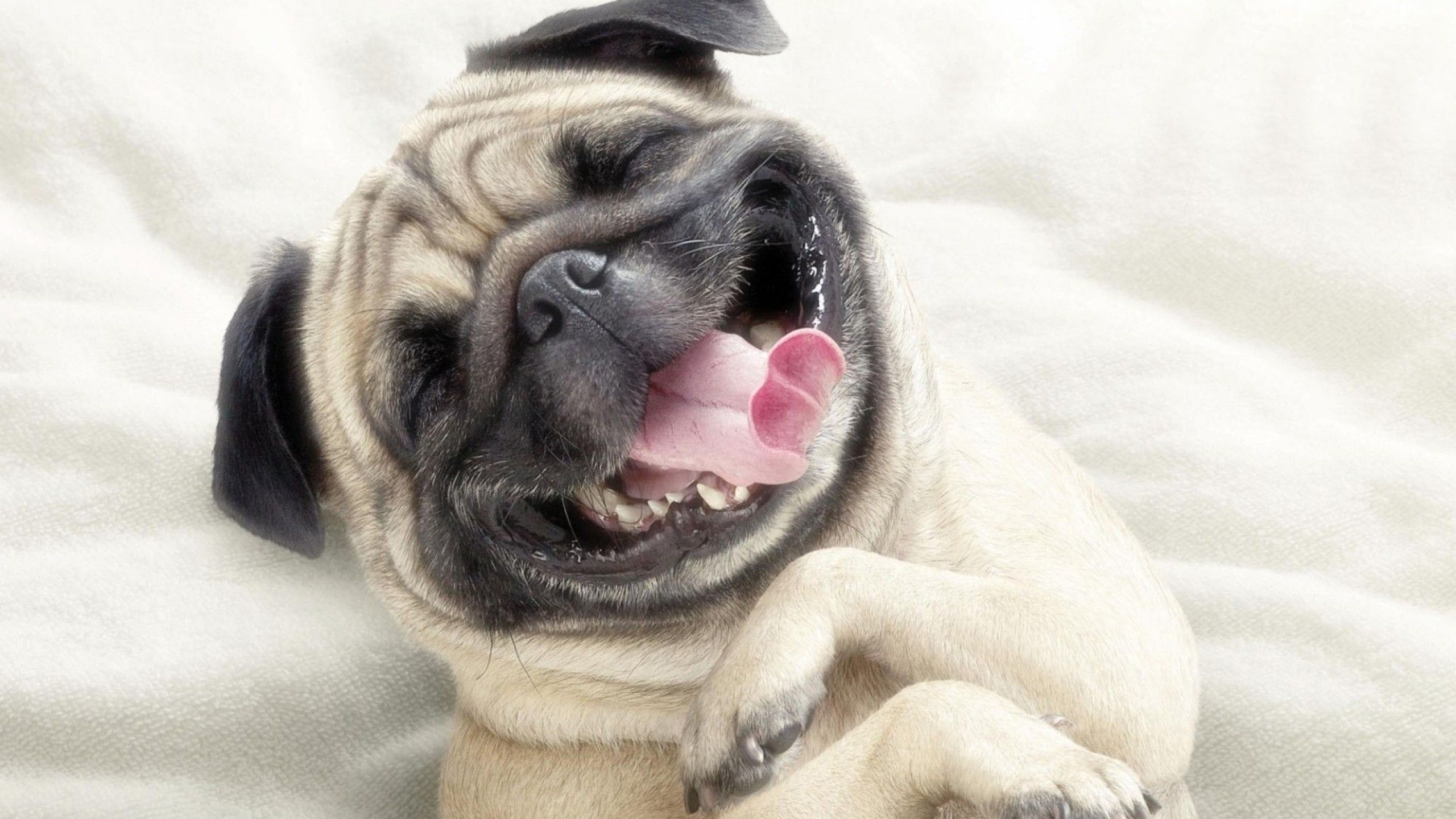 happy_pug.jpg