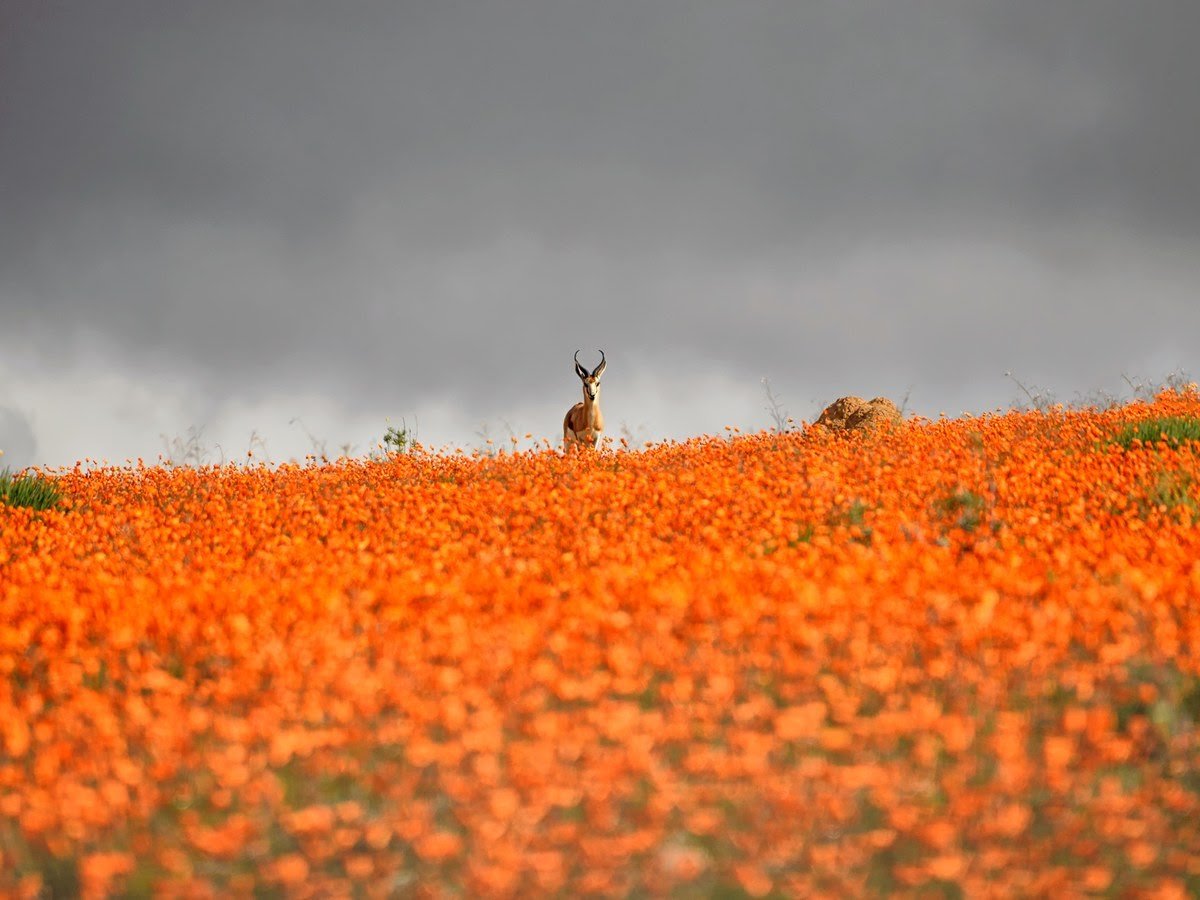 namaqualand-south-africa-GettyImages-603902648.jpg