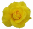 Rose Yellow2 60HS.jpg