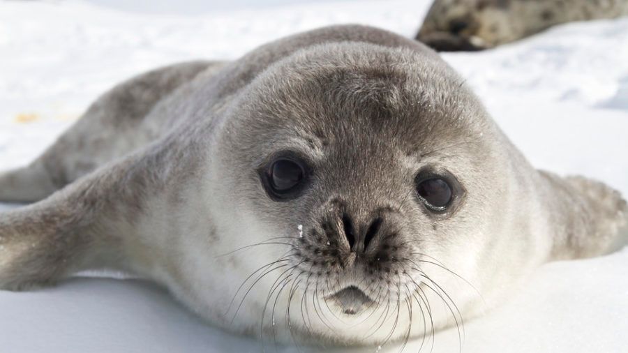 photodune-7928714-weddell-seal-pups-on-the-ice-of-the-antarctic-peninsula-1-s-900x506.jpg