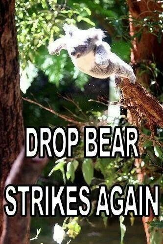 drop bear strikes.jpg