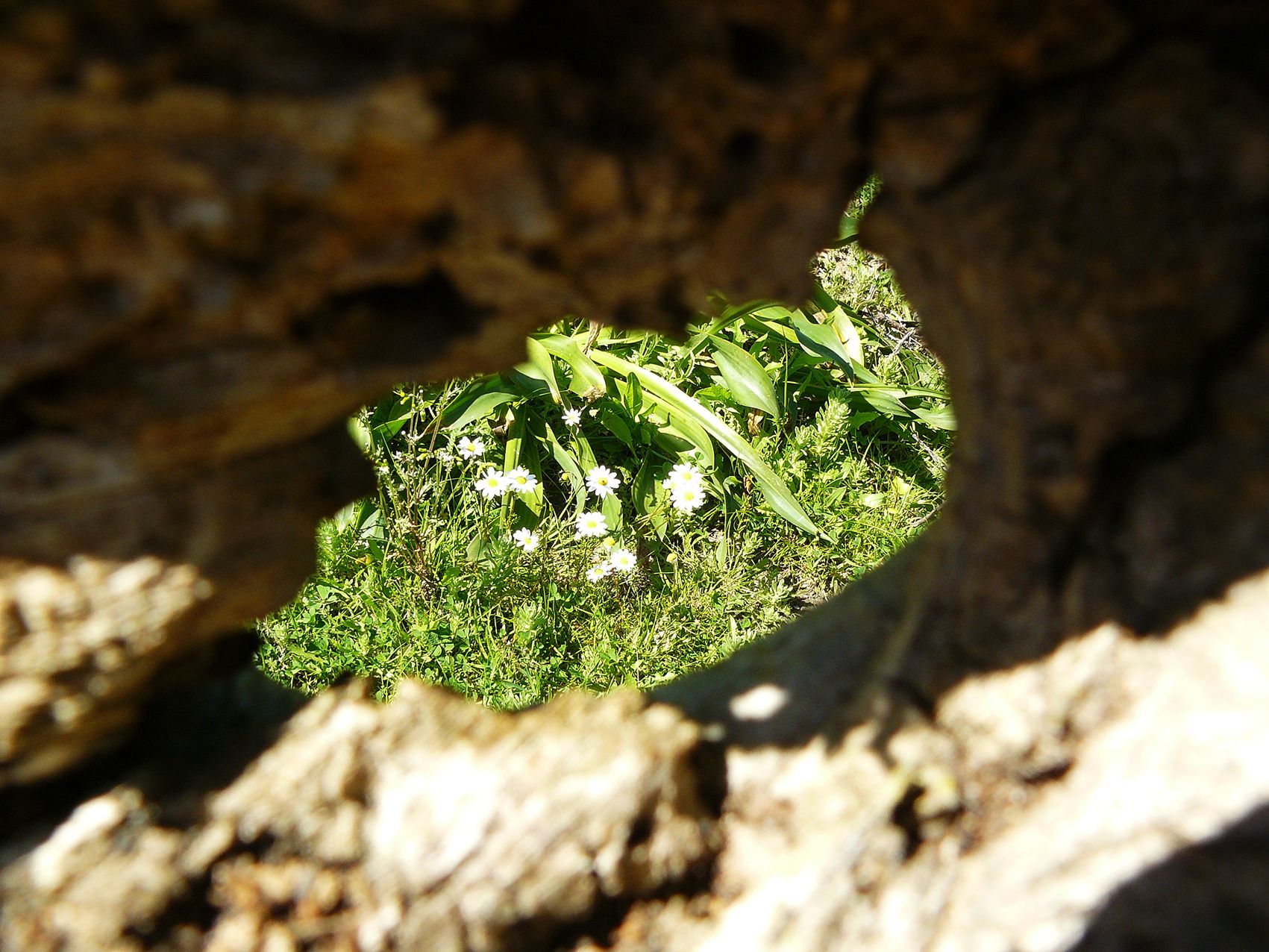 fig tree hole daisy.jpg