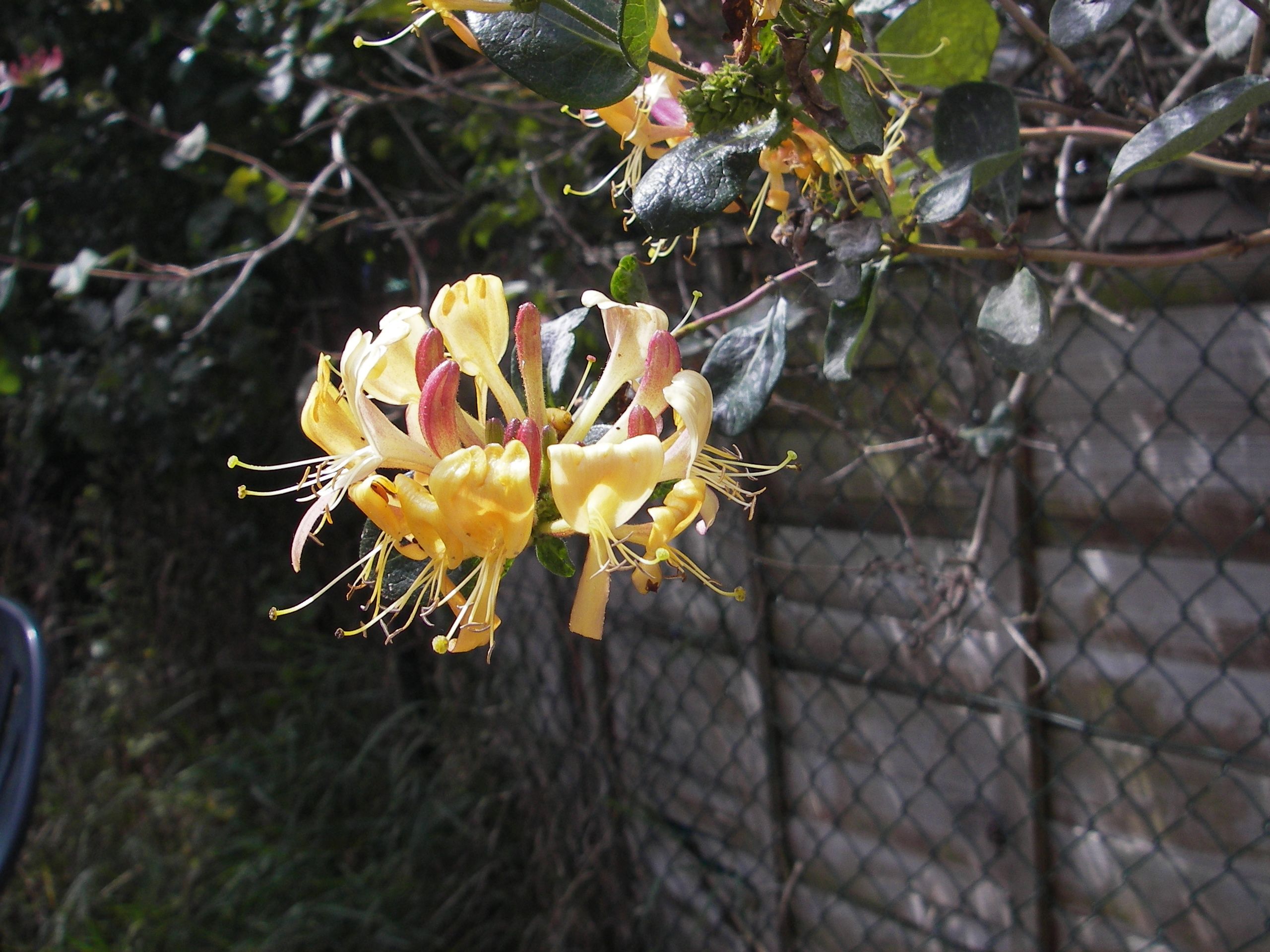 Honeysuckle flower Aug 2015.JPG