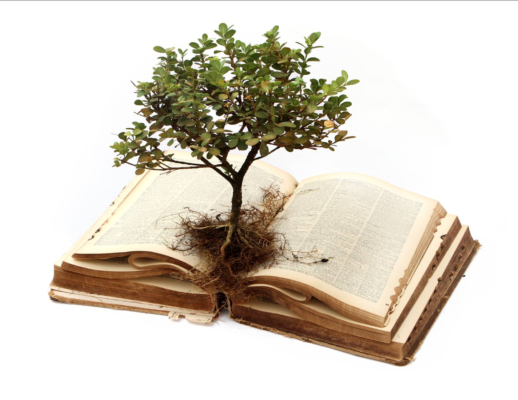 Растение мудрого. Дерево и бумага. Мудрое дерево. Дерево с книгами. Книга из дерева.