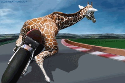 3264141292_1_3_SRfgtIbt.gif
