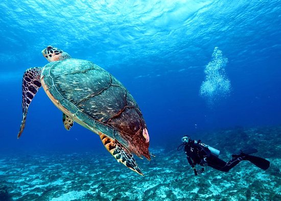 Cozumel Diving.jpg