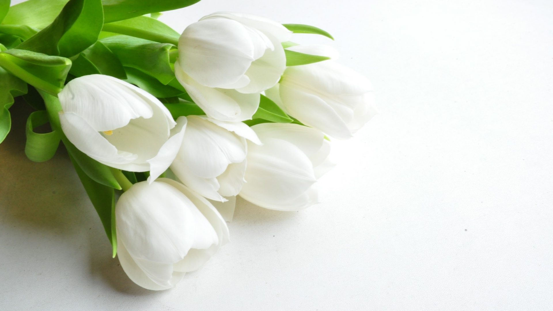 White Flowers Wallpaper — Steemit