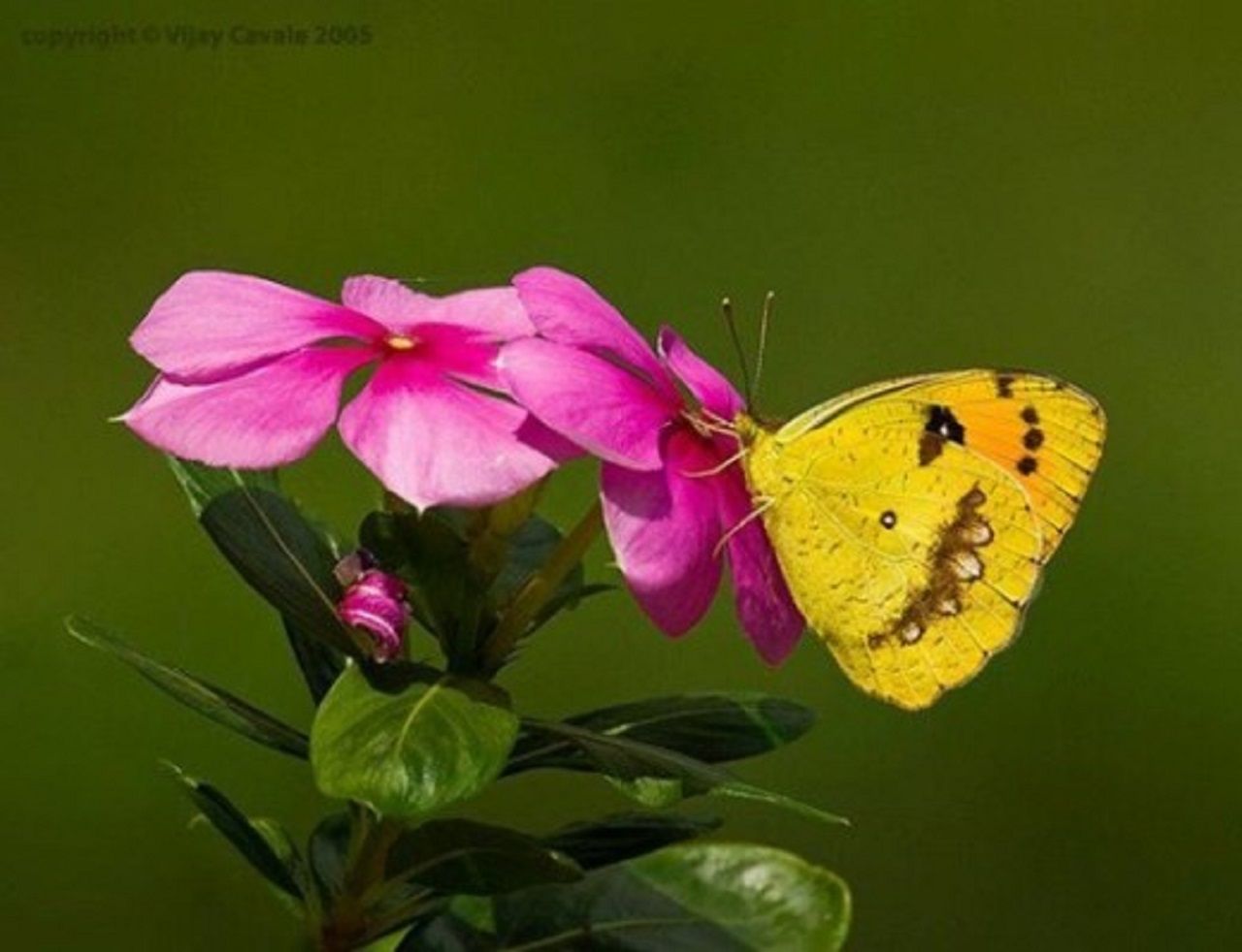 Butterfly-Pictures4.jpg