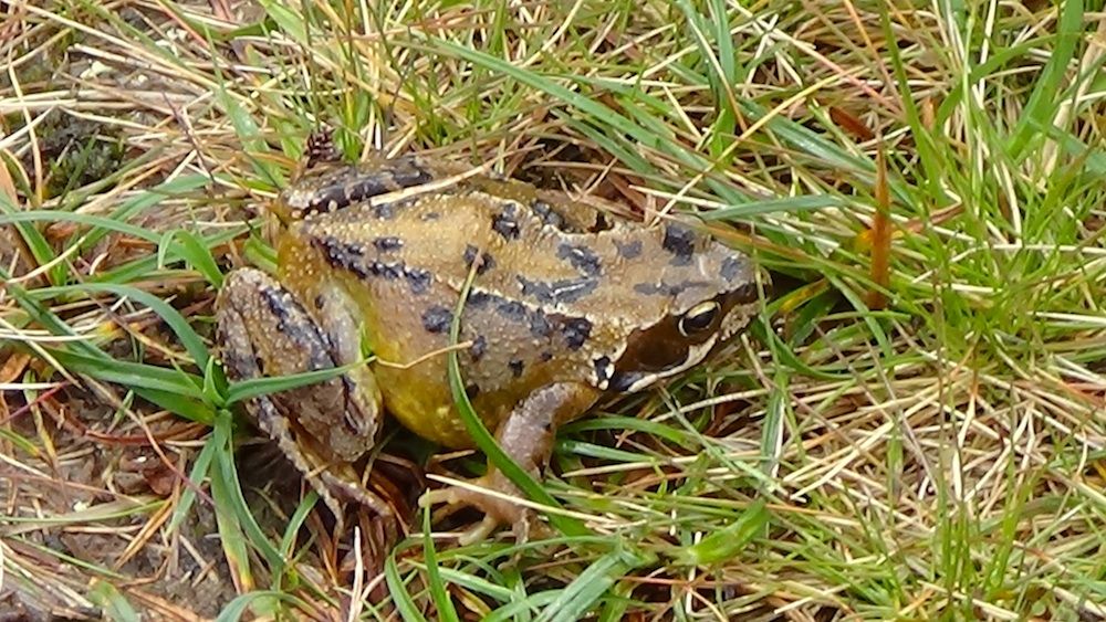 Big frog camouflaged.jpg