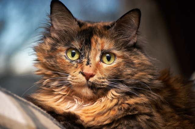 cat-pet-furry-face-162319.jpeg