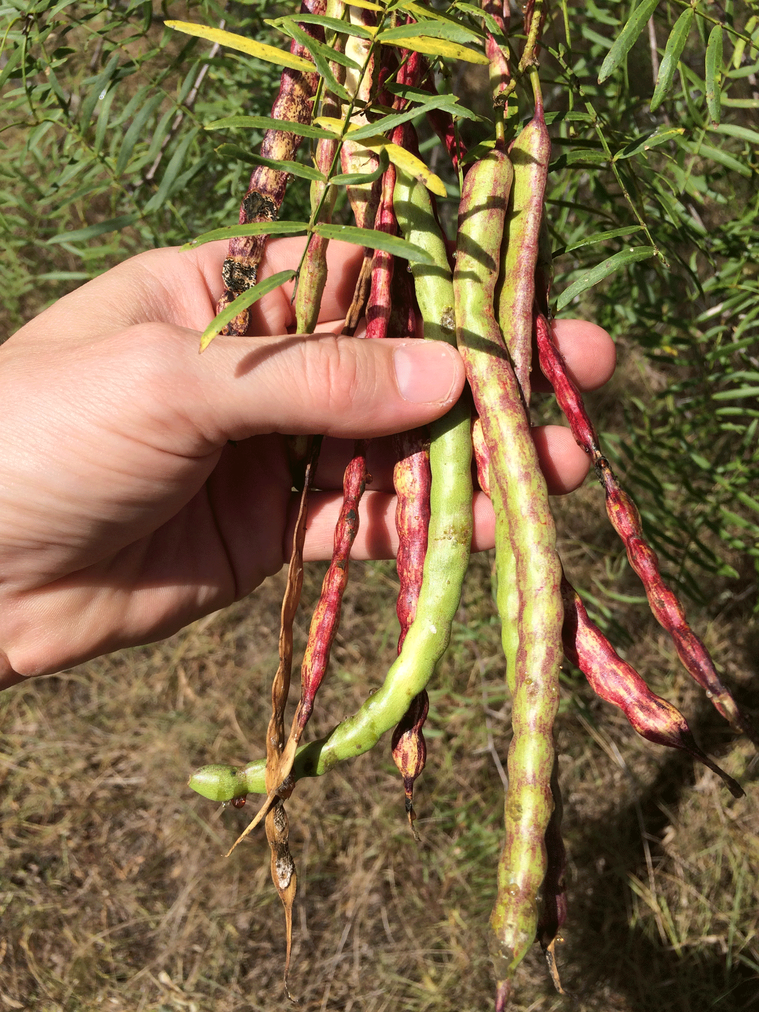 mesquite-beans-web.png