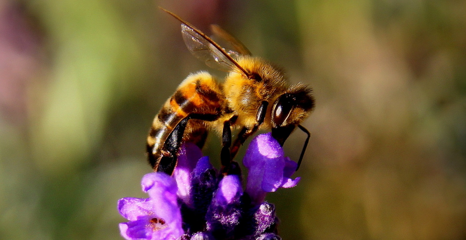 bee-1040521_1920.jpg