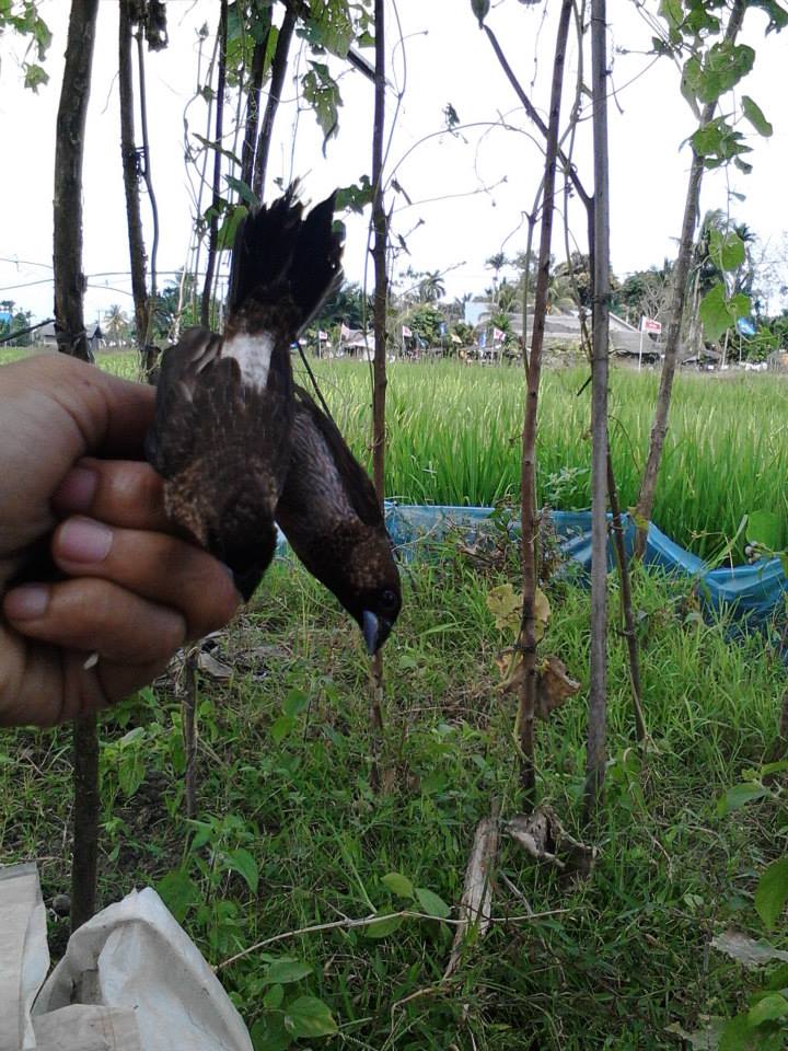 Paroeh Tulo Mengusir Burung Pipit Steemit