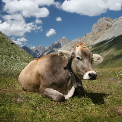 cow-400x400.jpg