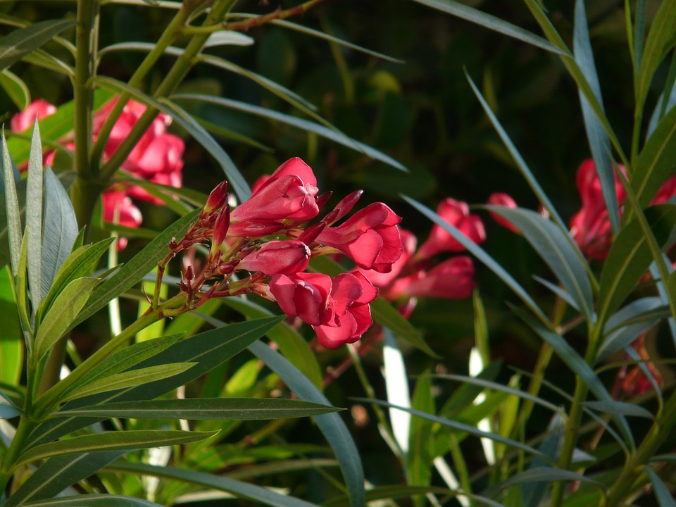 oleander-9895_960_720.jpg