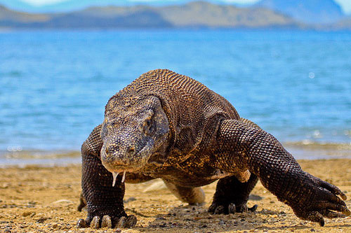 komodo-national-park-indonesia-dragon-walking-beach.jpg