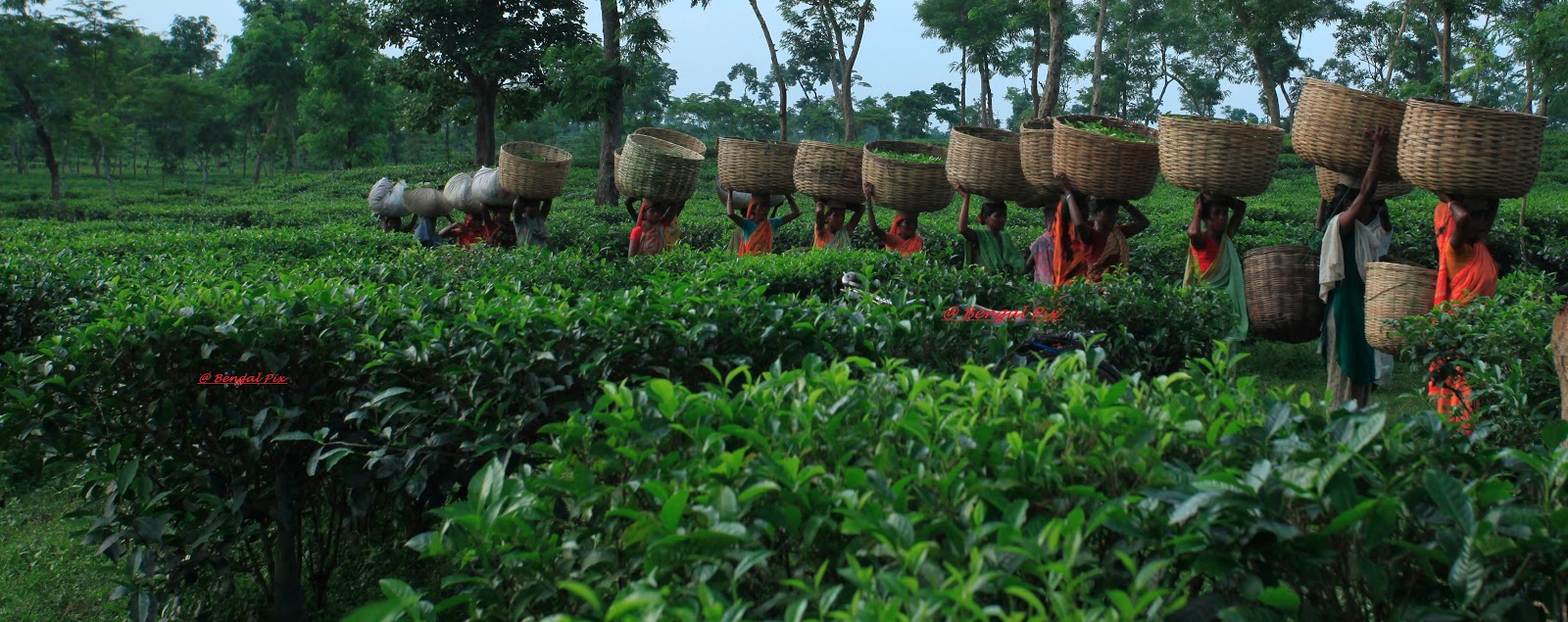 Sreemangal, The Tea Capital of Bangladesh, is a picturesque hilly area covered with tea estates, lemon groves and pineapple gardens | Steemit