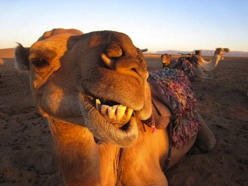 camels store water in humps  Steemit
