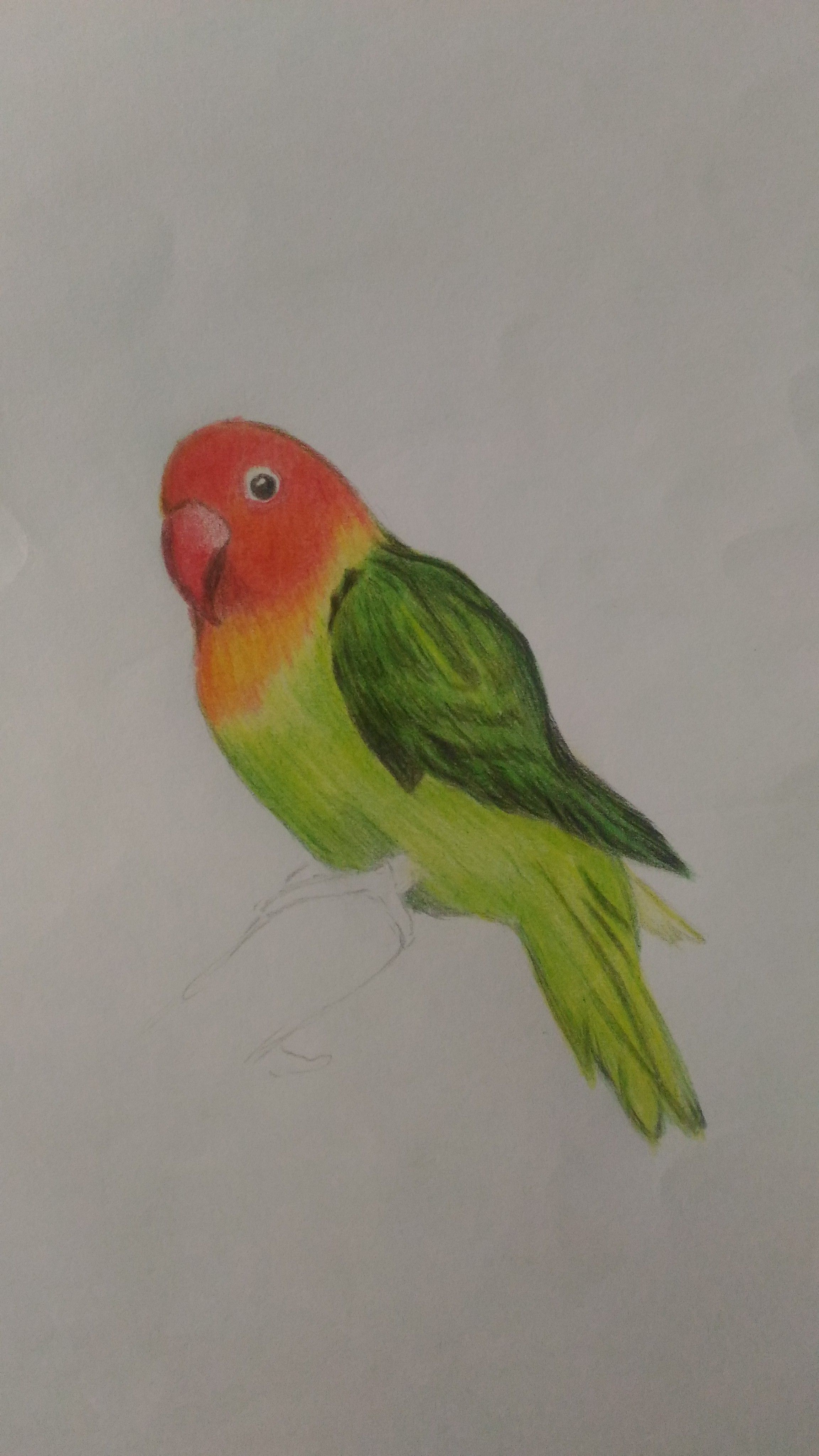 Parrot Bird Color Drawing, watercolor animals, animals, color, fictional  Character png | PNGWing