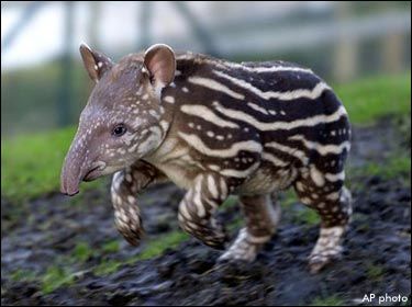 Tapir.jpg