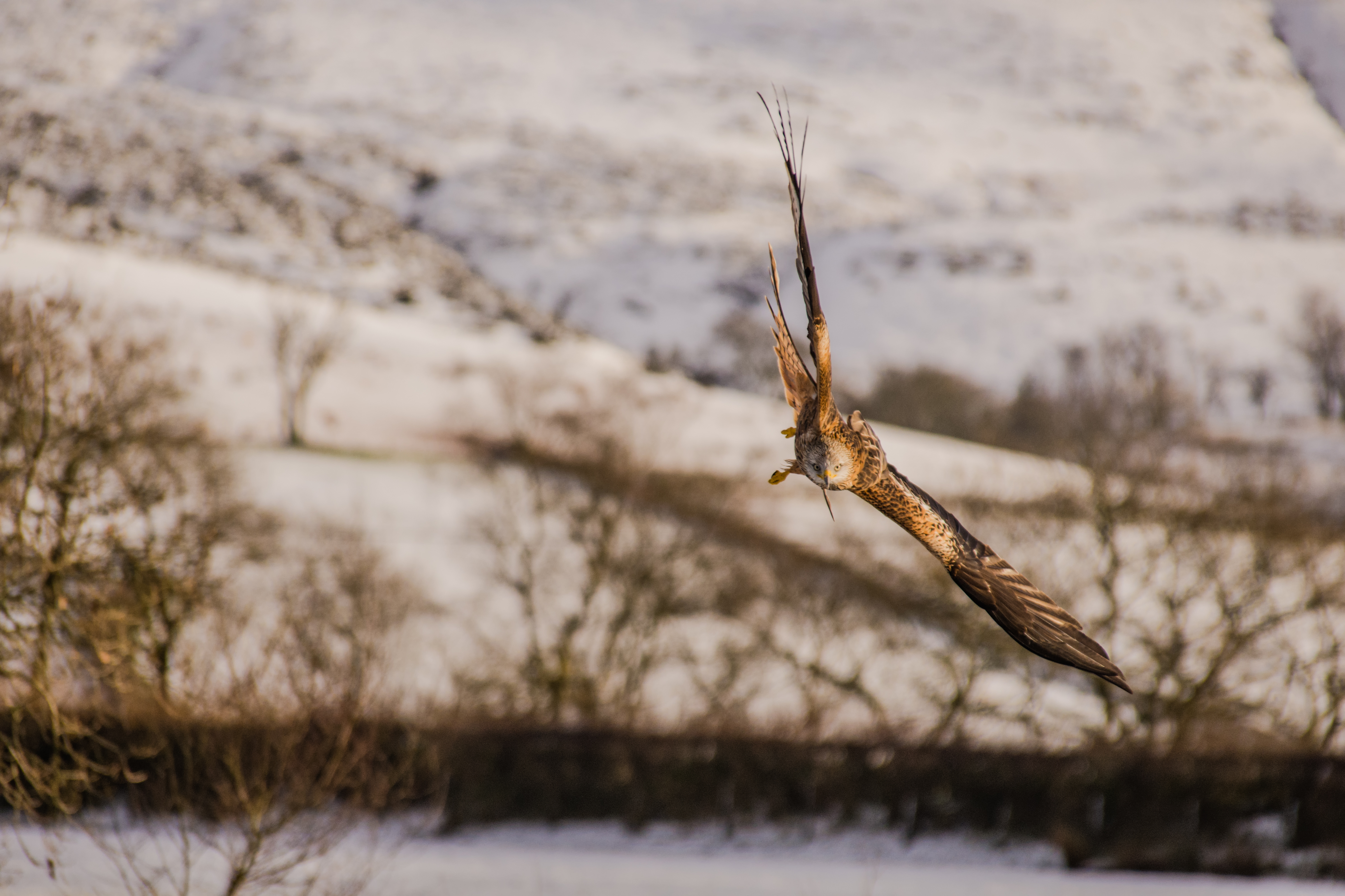 Red Kites Llanddeusant Wales 4- by steve j huggett .jpg