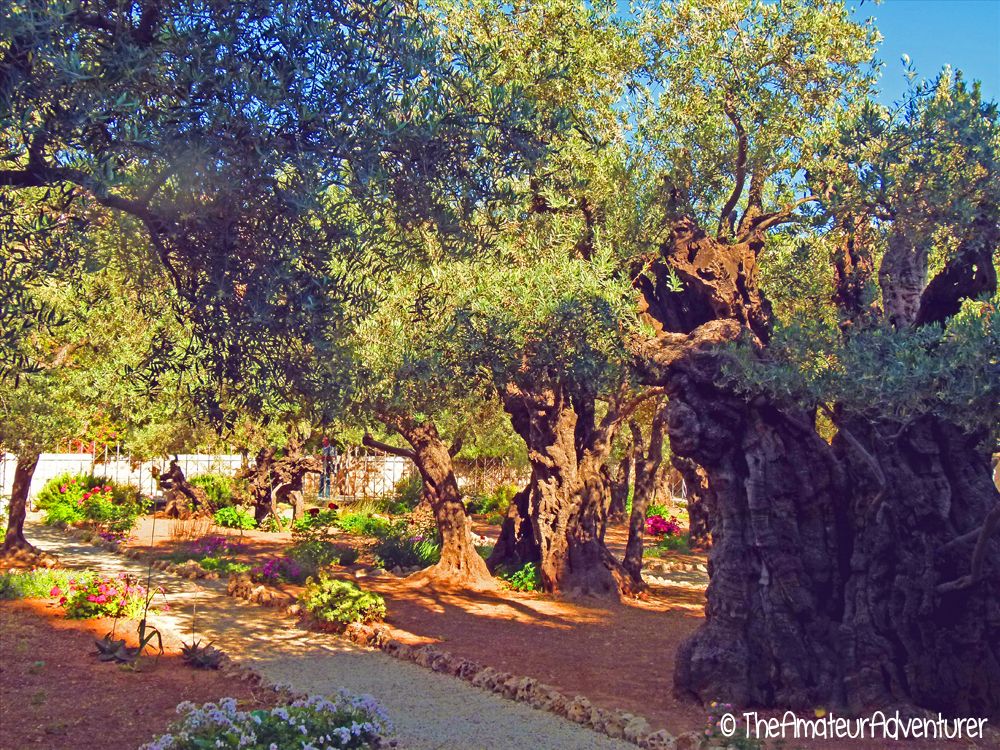 Garden of Gethsemane.jpg