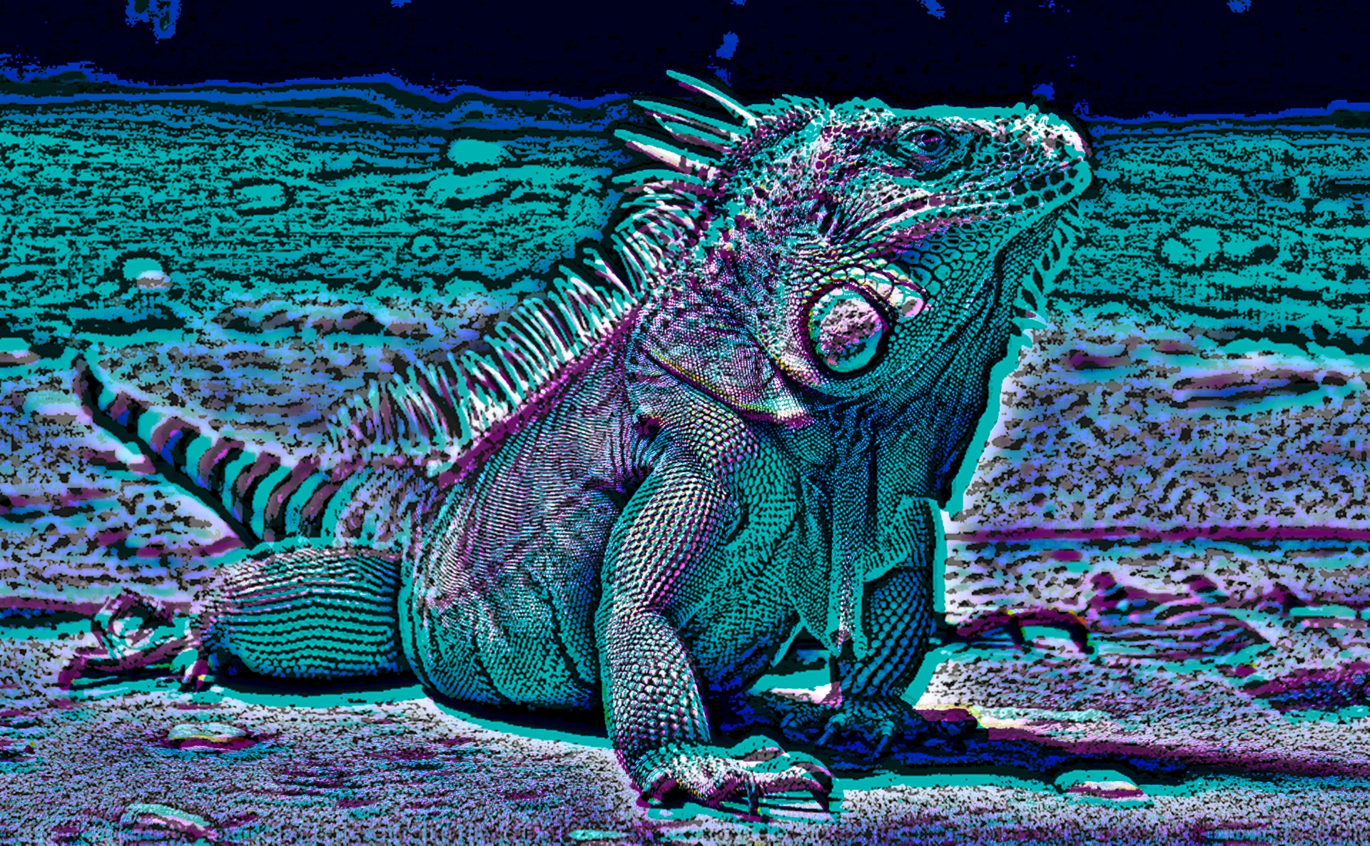 iguana5.jpg