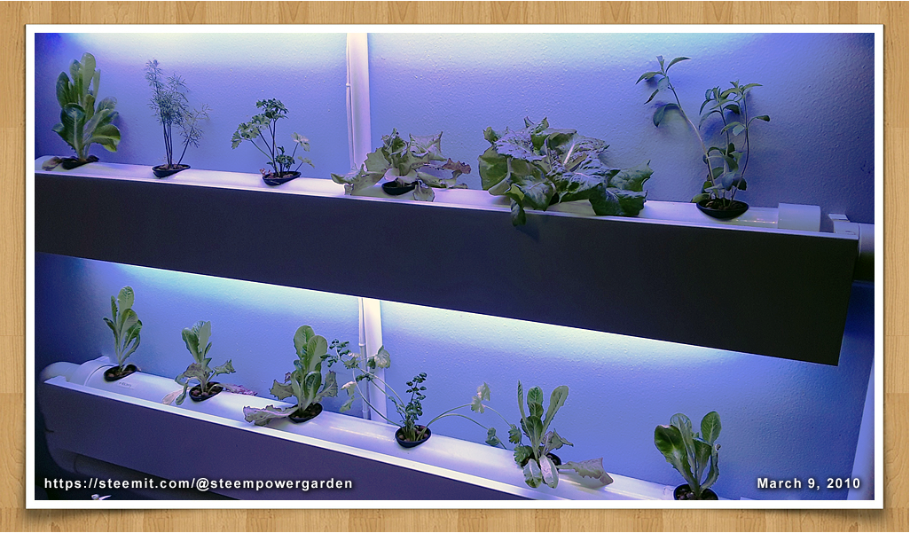 Indoor-Garden-Update-01-SteemPowerGarden.png