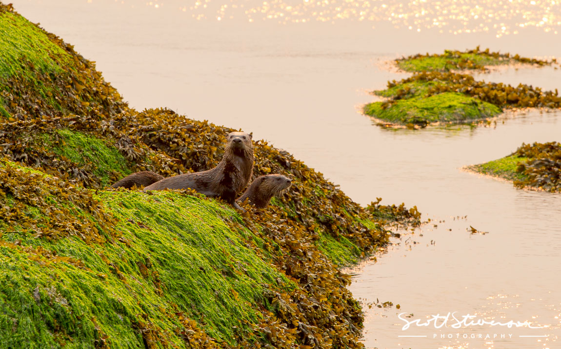 River Otter-5.jpg