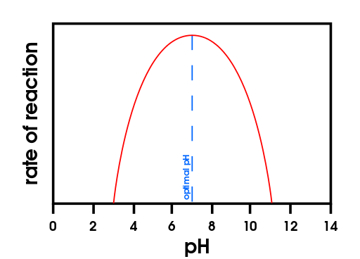 Effect_of_pH_on_enzymes.svg.png