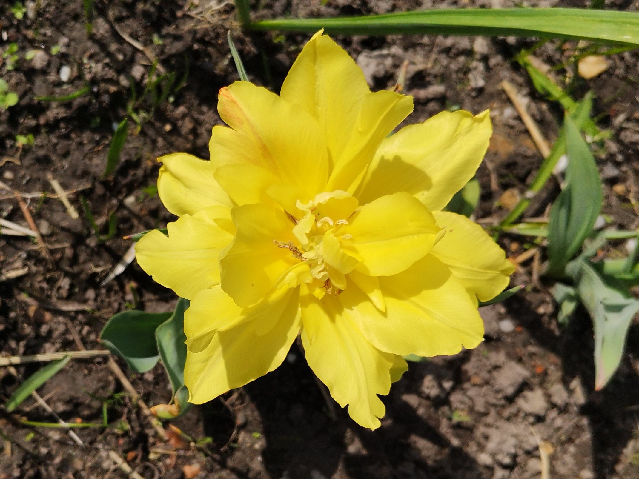Tulpe gelb gefiedert.jpg