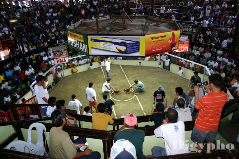 cw-cock_fight_arina_davao-768x512.jfif