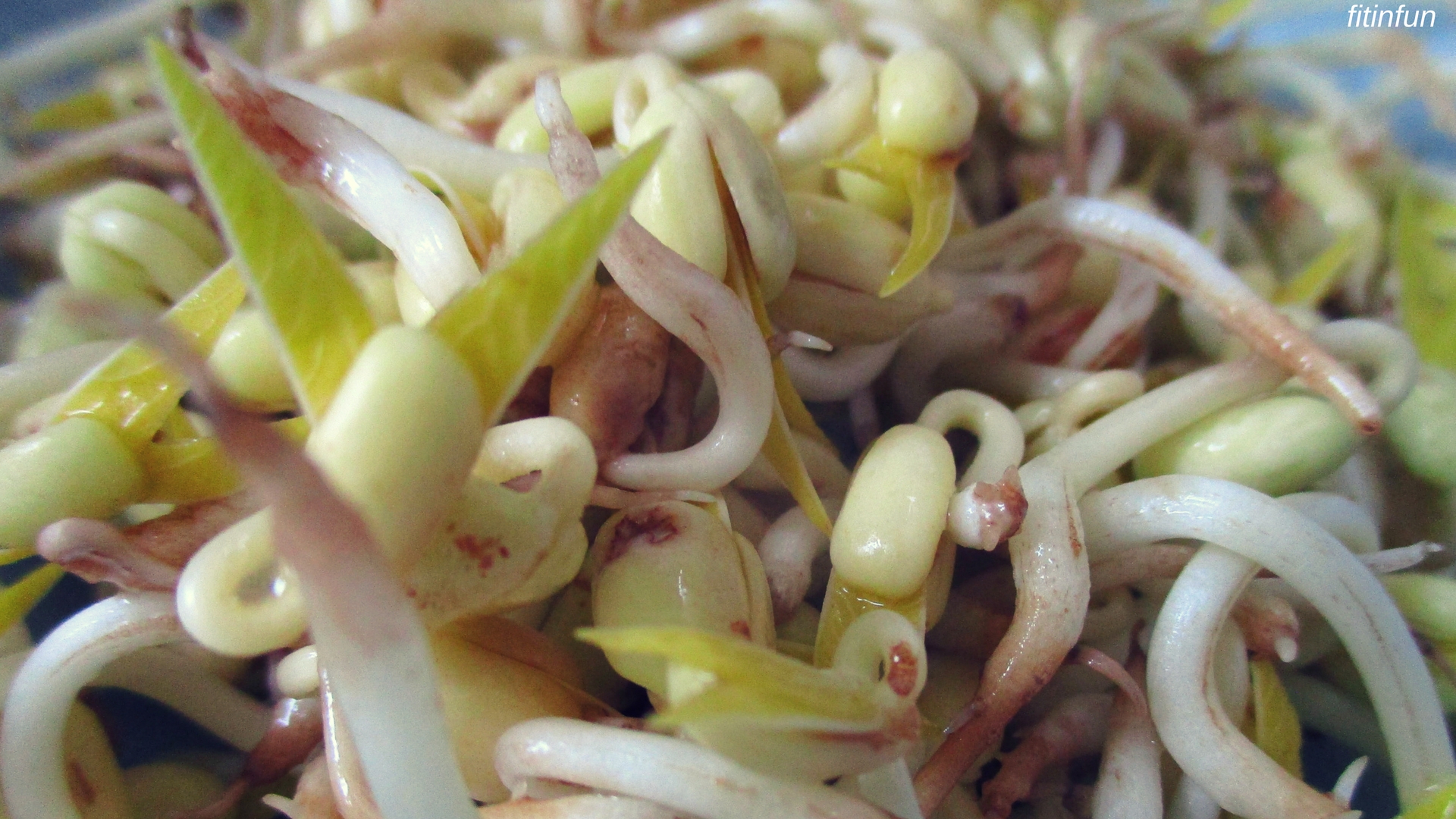 Sprouting Mung Beans fifth and last day macro photography fitinfun.jpg