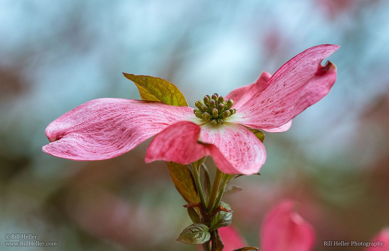 Pink-Dogwood-at-Oregon-Gardens-by-Bill-Heller-LOU_31141_max1280x1024.jpg