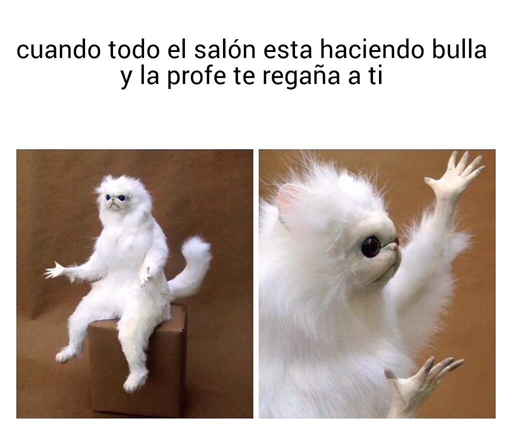 Persian Cat Room Guardian 09112016193052.jpg