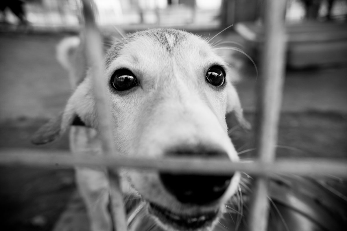 Dogs_adoption_2017_by_Victor_Bezrukov-7.JPG