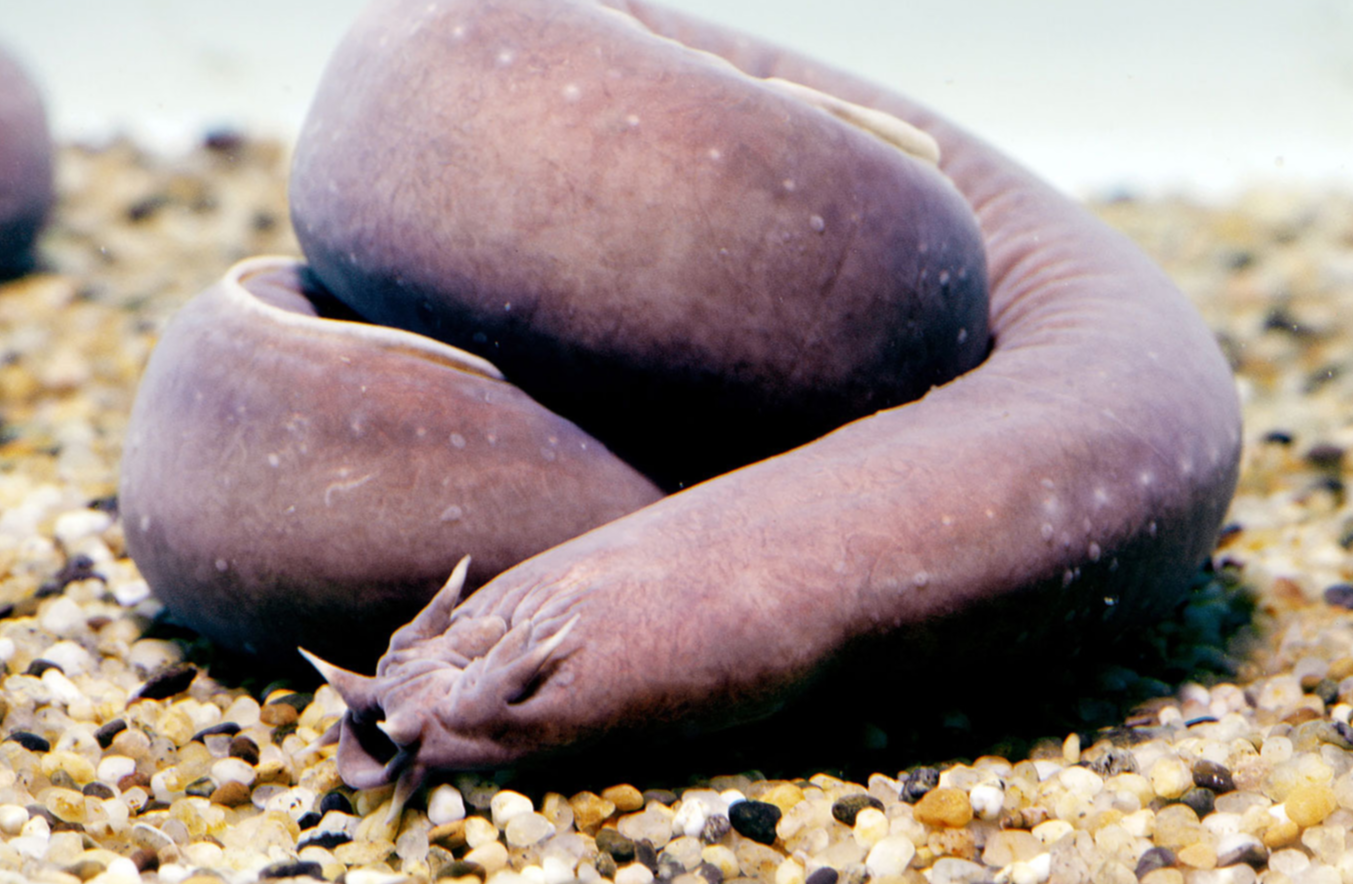 hagfish-getty-01a.png