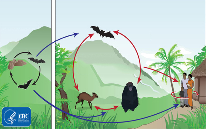 475-ciclo-ebola.jpg